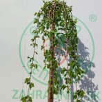 Moruša biela (Morus alba) ´ALBA PENDULA´ - výška 200-220 cm, obvod kmeňa 8/10 cm, kont. C25L - ČIERNOPLODÁ